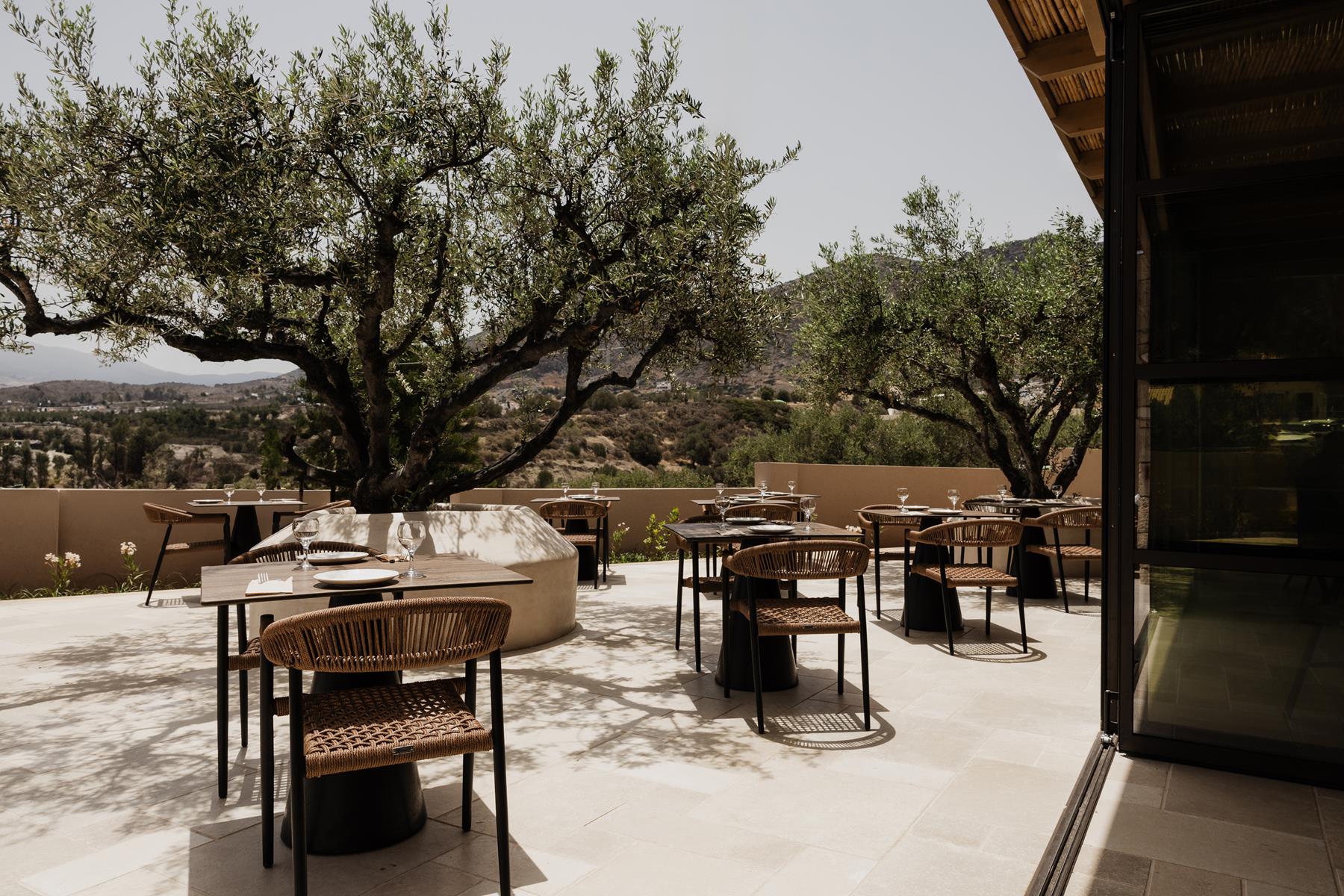 The Elia restaurant at MOMI, terrace tables set beneath an ancient olive tree with Cretan hills beyond